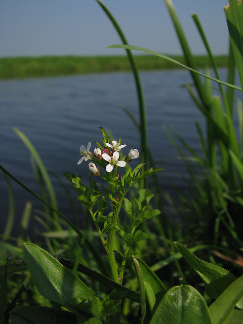 Cardamine des bois