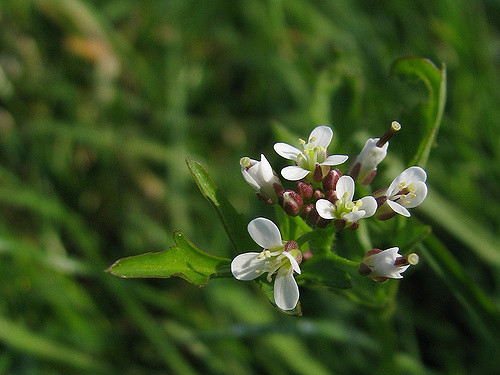 Cardamine des bois (Cardamine flexuosa)