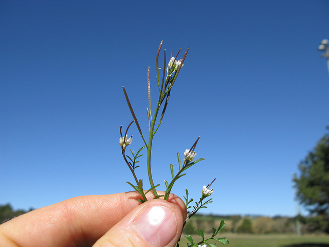 Cardamine hirsute