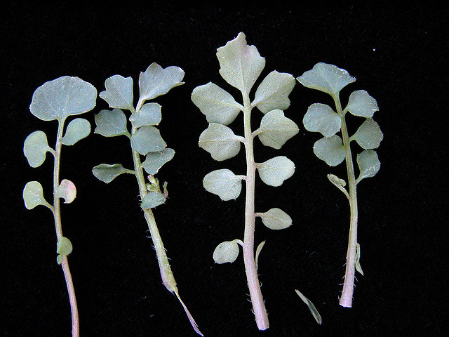 Cardamine hirsute