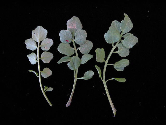 Cardamine hirsute