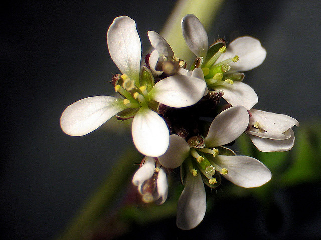Cardamine hirsute
