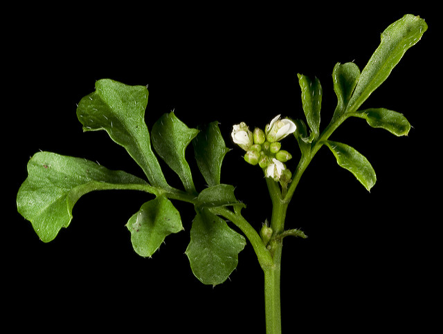 Cardamine hirsute