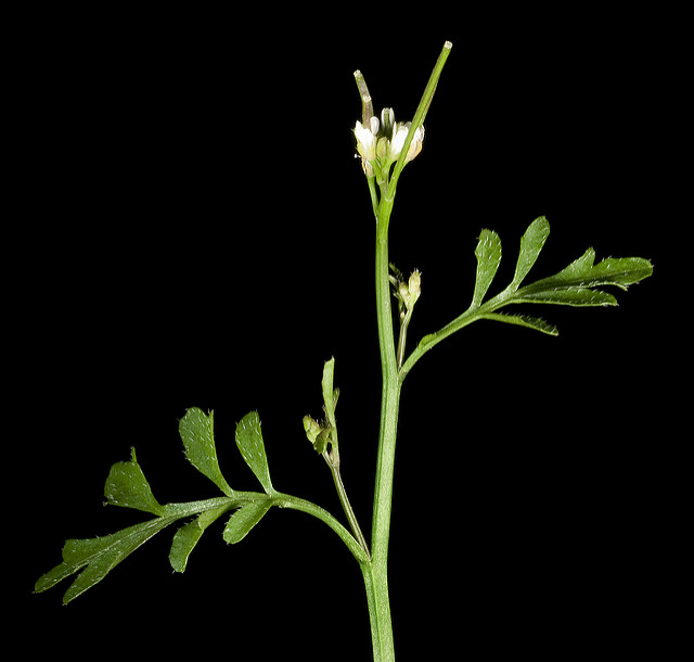Cardamine hirsute (Cardamine hirsuta)