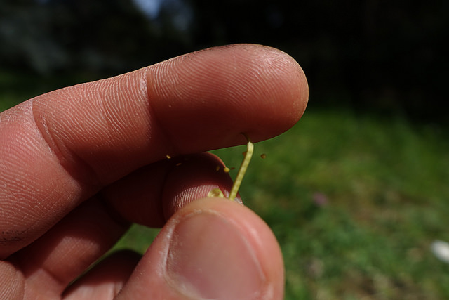 Cardamine impatiente