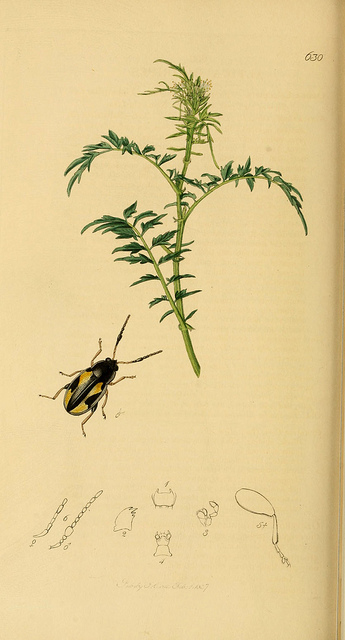 Cardamine impatiente