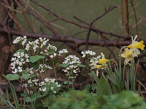 Cardamine macrophylla