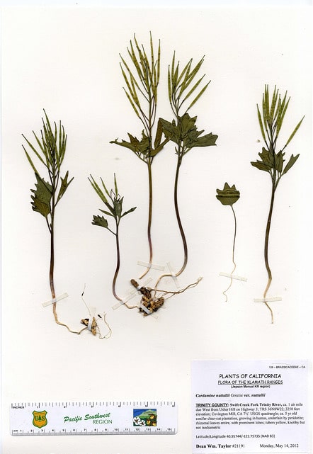 Cardamine nuttallii (Cardamine nuttallii)