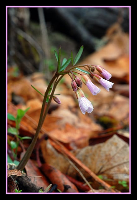Cardamine nuttallii