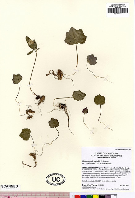 Cardamine nuttallii