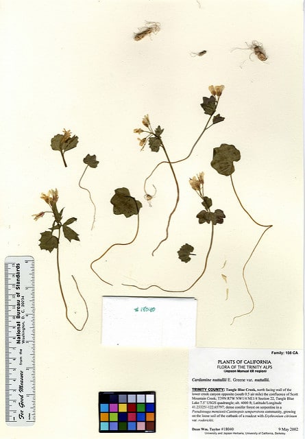 Cardamine nuttallii