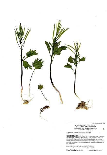 Cardamine nuttallii