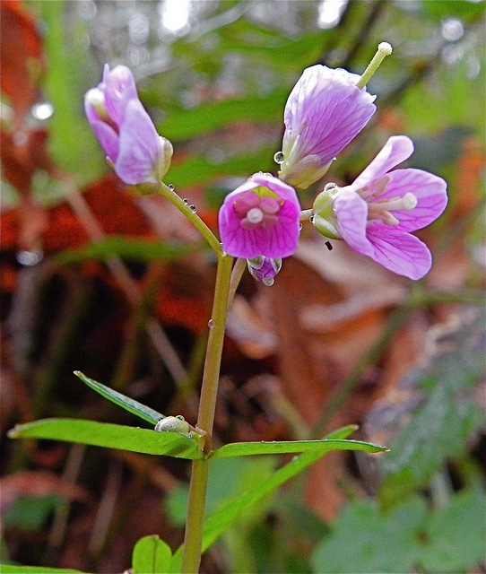 Cardamine nuttallii