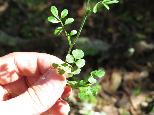 Cardamine oligosperma