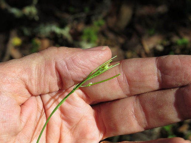 Cardamine oligosperma