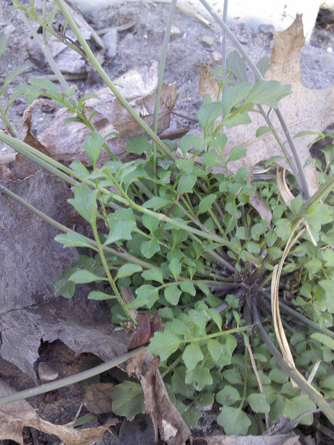 Cardamine oligosperma
