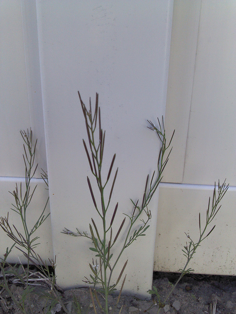 Cardamine oligosperma