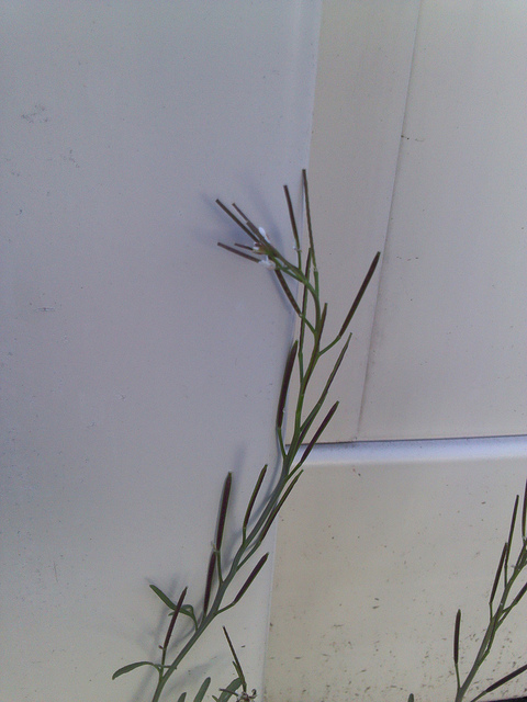 Cardamine oligosperma