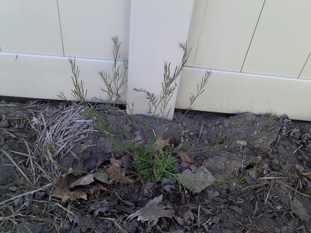 Cardamine oligosperma