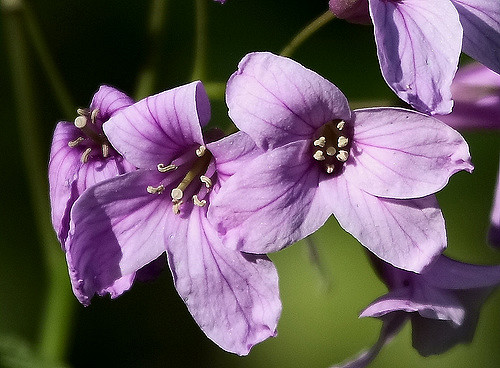Cardamine à cinq folioles (Cardamine pentaphyllos)