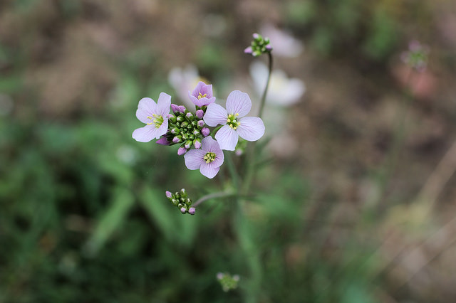 Cardamine des prés