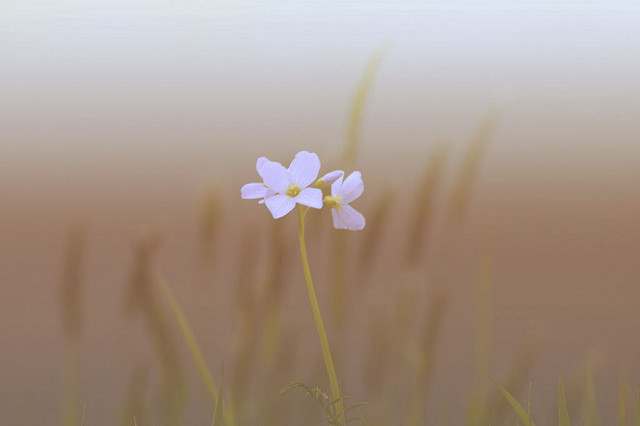 Cardamine des prés