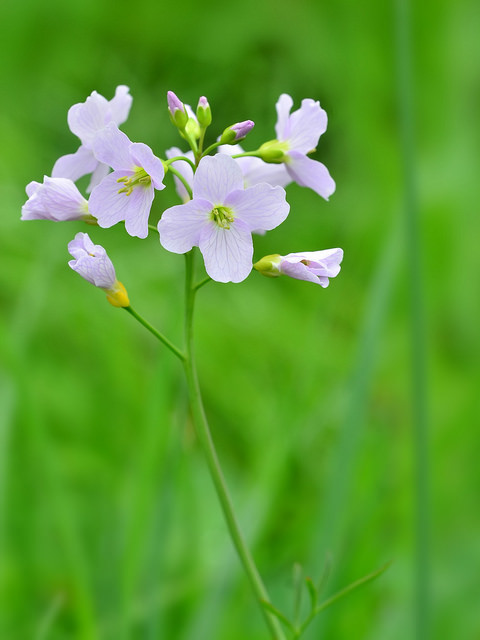 Cardamine des prés