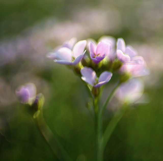 Cardamine des prés
