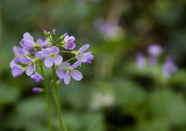 Cardamine des prés