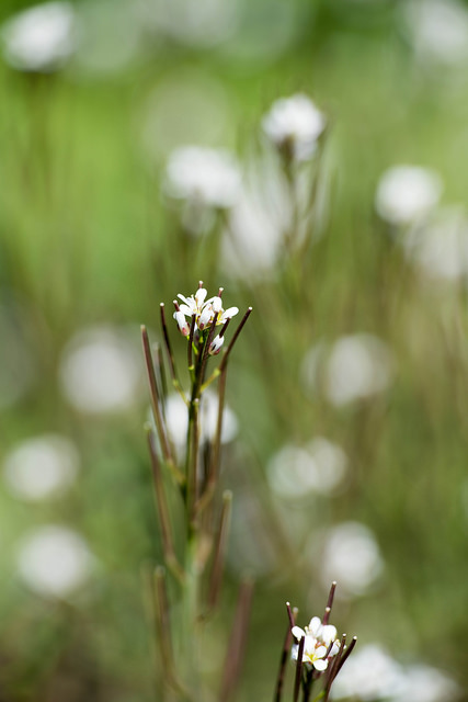 Cardamine scutata