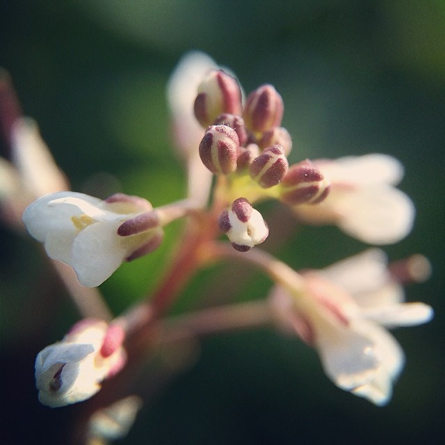 Cardamine scutata