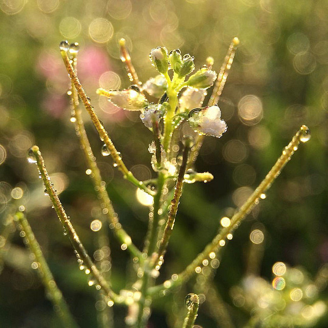 Cardamine scutata
