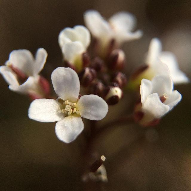 Cardamine scutata