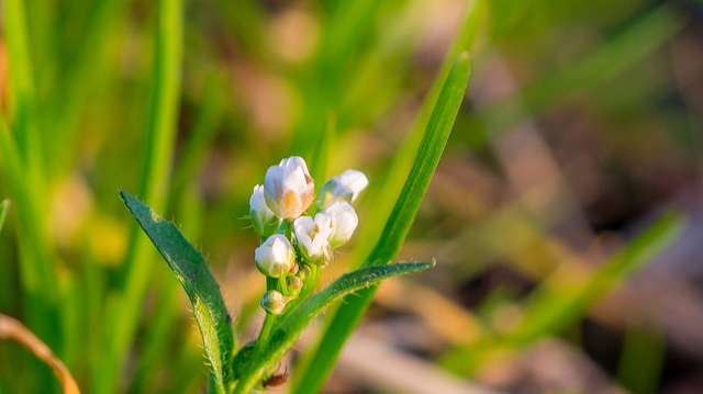 Cardamine scutata