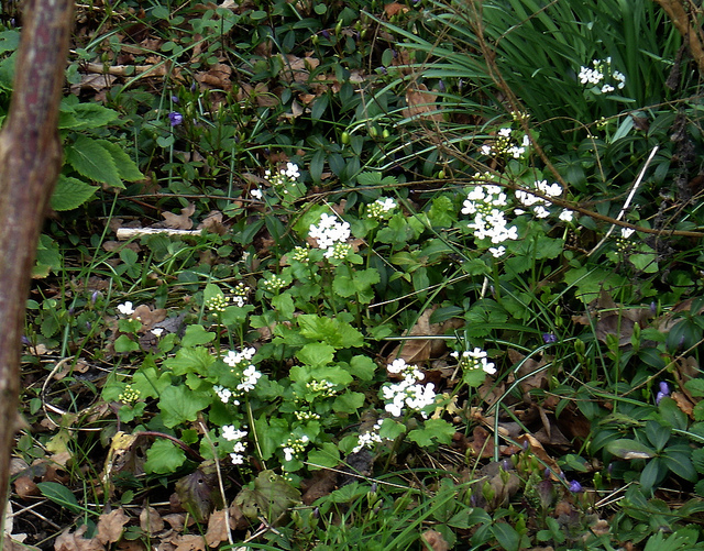 Cardamine à trois folioles