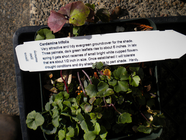 Cardamine à trois folioles
