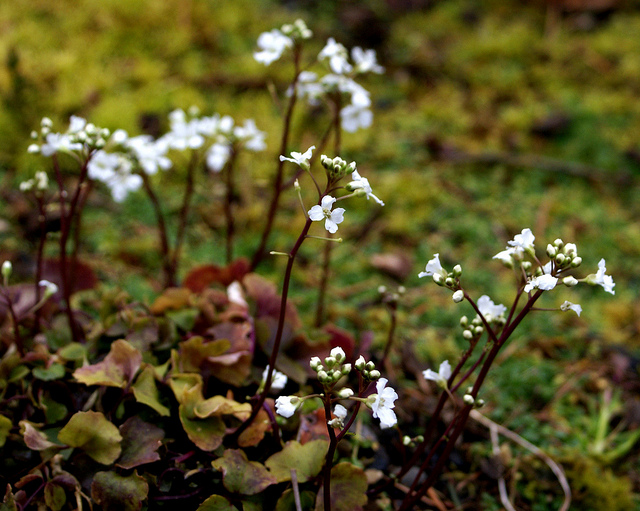 Cardamine à trois folioles