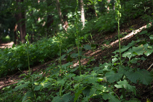 Cardiocrinum cordatum