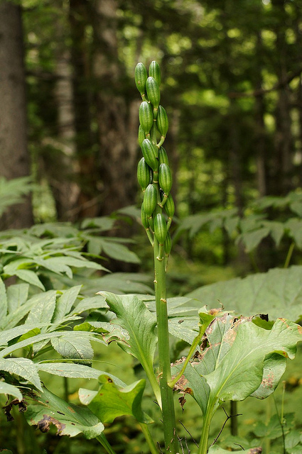 Cardiocrinum cordatum