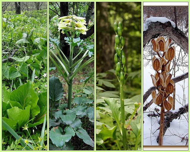 Cardiocrinum cordatum (Cardiocrinum cordatum)