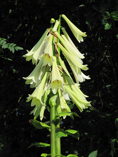 Cardiocrinum giganteum