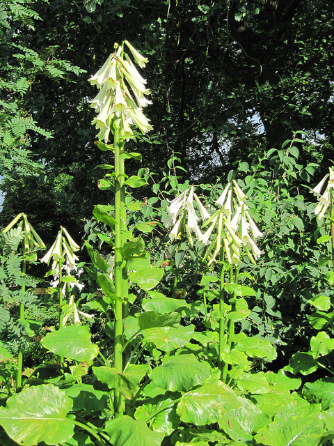 Cardiocrinum giganteum