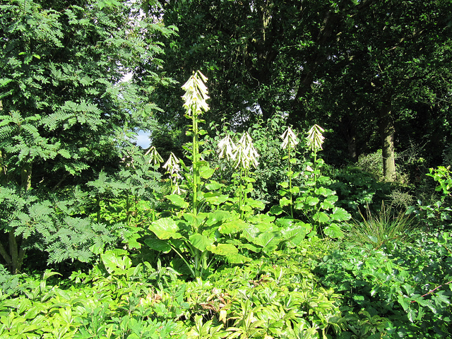 Cardiocrinum giganteum
