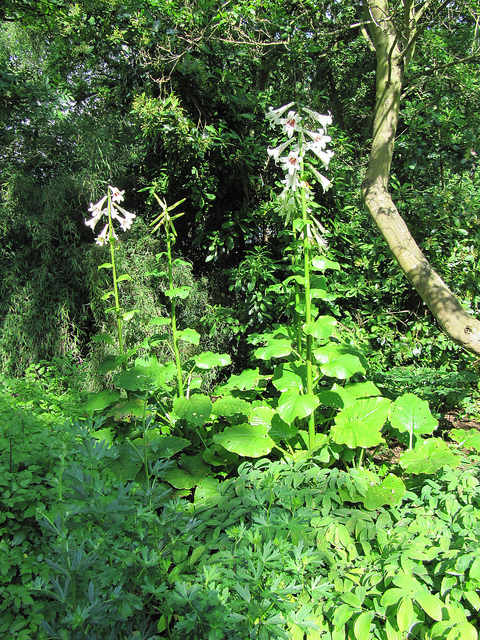 Cardiocrinum giganteum