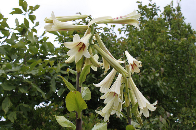 Cardiocrinum giganteum (Cardiocrinum giganteum)