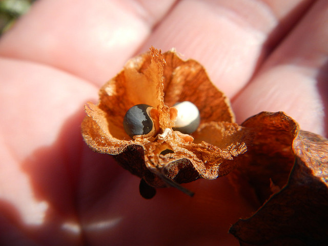 Cardiospermum halicacabum