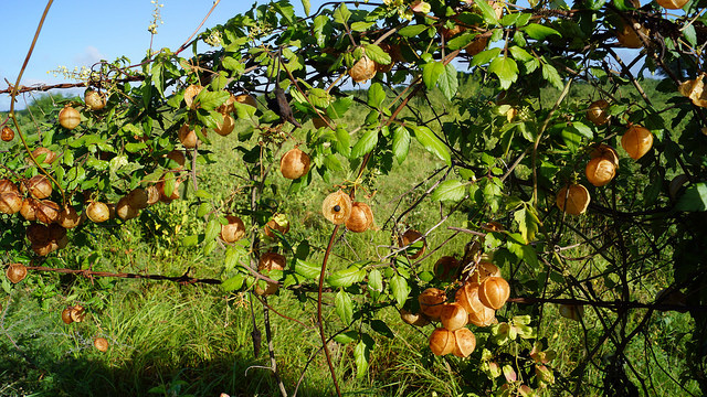 Cardiospermum halicacabum