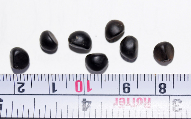 Cardiospermum halicacabum