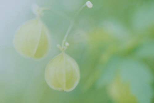 Cardiospermum halicacabum