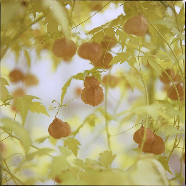 Cardiospermum halicacabum